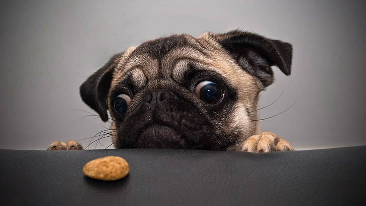 cachorro de pug cervatillo viendo galleta marrón, bulldog, animales lindos, gracioso, Fondo de pantalla HD