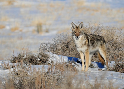 vue du loup gris, coyote, coyote, coyote, NWR, vue, loup gris, conservation de la nature, la faune, le loup, carnivore, nature, patte Mammifère, hiver, neige, animaux à l'état sauvage, animal, beauté naturelle, Fond d'écran HD HD wallpaper