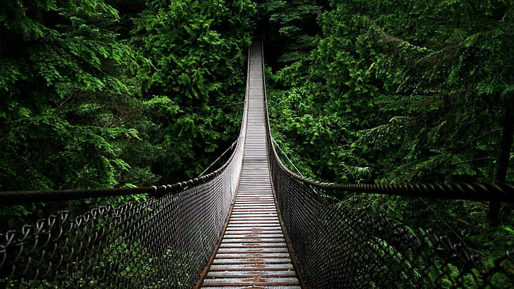 Solo un puente HD, puente colgante de acero negro, puente, selva tropical, cuerda, madera, Fondo de pantalla HD