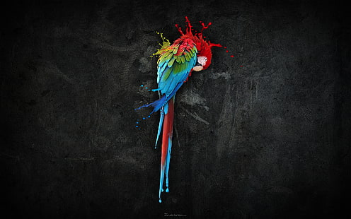 macaw, burung, percikan, latar belakang gelap, burung beo, Wallpaper HD HD wallpaper