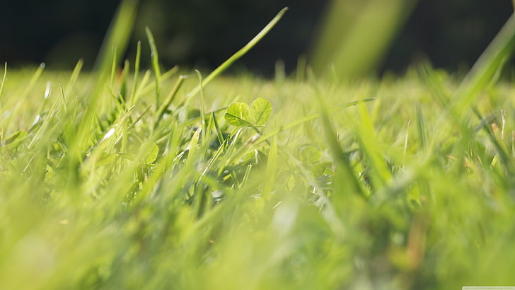 green grass, green grass, nature, grass, clovers, macro, depth of field, green, HD wallpaper