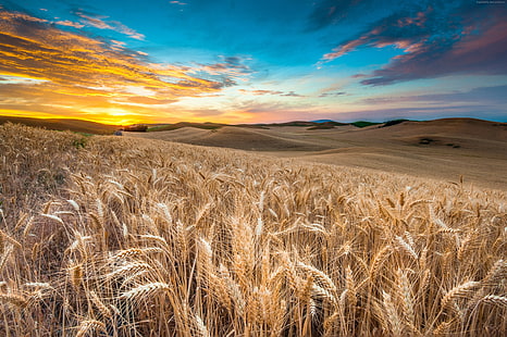 облака, поле, небо, колосья, пшеница, 4к, HD обои HD wallpaper