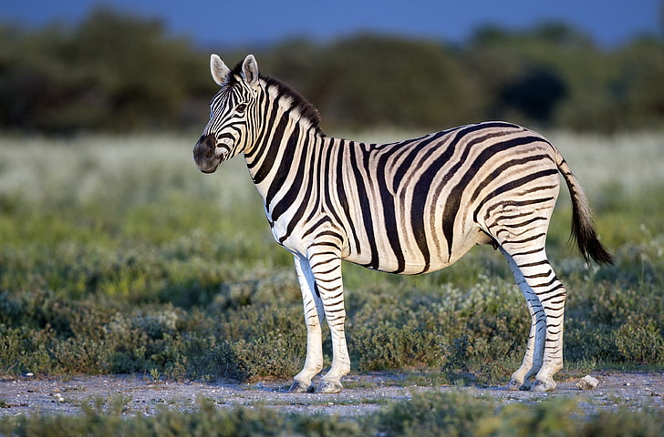 zebra 4k def tinggi, Wallpaper HD