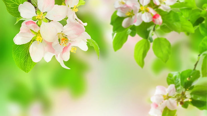 분홍색과 흰색 꽃잎 꽃, 자연, HD 배경 화면