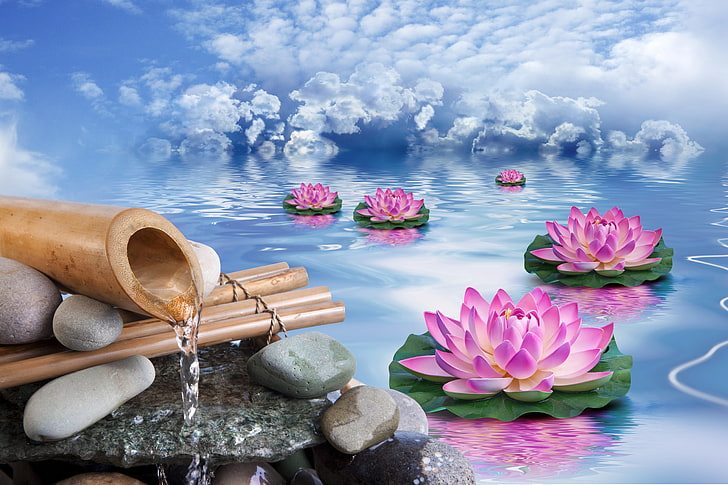 różowe kwiaty lilii wodnej, niebo, woda, chmury, kwiaty, kamienie, bambus, lotos, Tapety HD
