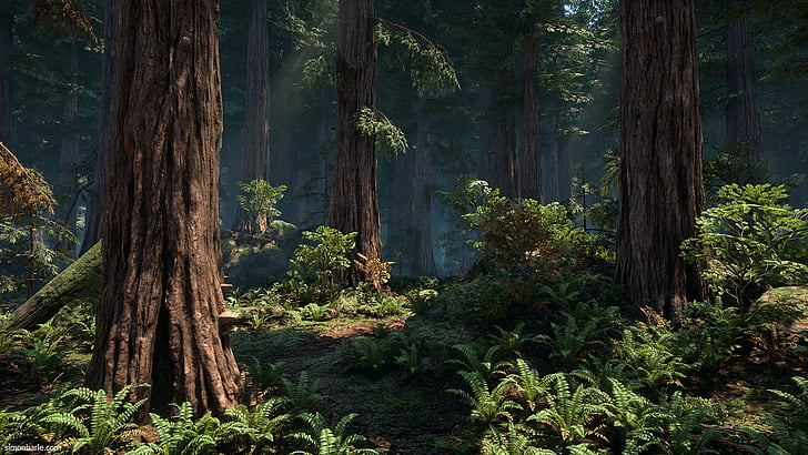 Earth, Forest, Fern, Redwood, Tree, HD wallpaper