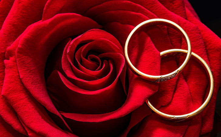 Брак, любов, сватбени пръстени, червена роза HD тапет, любов, цвете, роза, злато, макро, заедно, пръстени, сватба, завинаги, бижута, годеж, червена роза, HD тапет