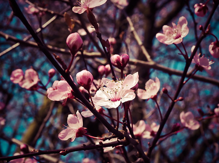 Mandelbaumblüte, Jahreszeiten, Frühling, Natur, Blume, Garten, Rosa, Blumen, Baum, Pflanze, Schließen, Blüte, Frühling, Mandel, HD-Hintergrundbild