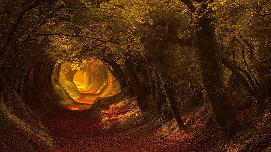 дървесна линия, празен път, пътека, кух път, ес, европа, Великобритания, Обединеното кралство, Англия, западен Съсекс, халнакер, тунел на дърво, гори, дървета, алея на дърво, тунел, вечер, пътека, горичка, старообразна гора, пейзаж, слънчева светлина, горска пътека, дърво, широколистни, есен, гори, гора, природа, HD тапет HD wallpaper