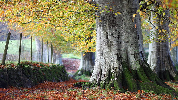 Autumn, trees, leaves, nature scenery, Autumn, Trees, Leaves, Nature, Scenery, HD wallpaper