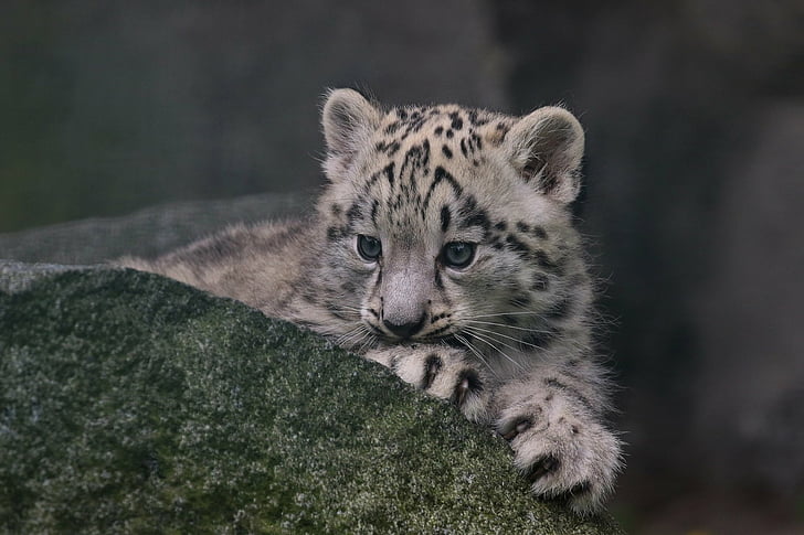 Gato Leopardo De Las Nieves Bebe Animal Cachorro Vida Salvaje Fondo De Pantalla Hd Wallpaperbetter