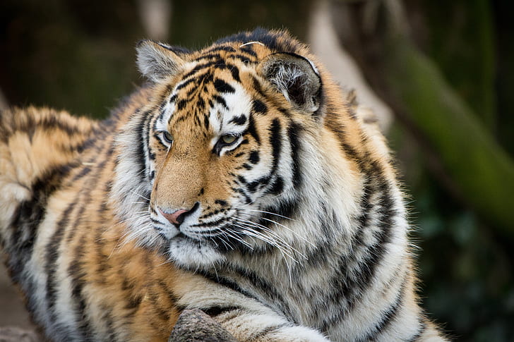 tiger, majestic, lying down, looking away, predator, big cats, Animal, HD wallpaper