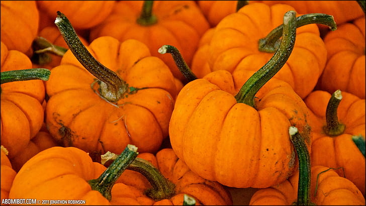 Kürbisfall-Halloween-Oktober-Orange, HD-Hintergrundbild