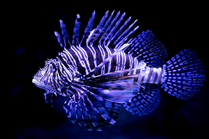 Underwater, 5K, Lionfish, HD wallpaper