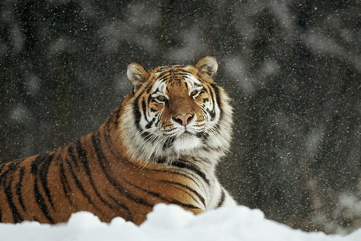 carta da parati tigre marrone, tigre, predatore, gatto grande, neve, Sfondo HD