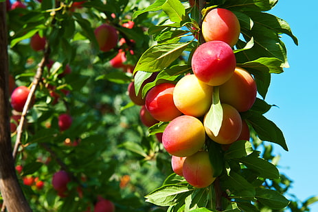 round red fruits, trees, spring, garden, fruit, plum, maturation, HD wallpaper HD wallpaper