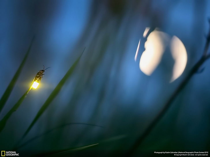 Firefly and Moon-National Geographic HD Wallpaper, National Geographic TV still screenshot, HD wallpaper