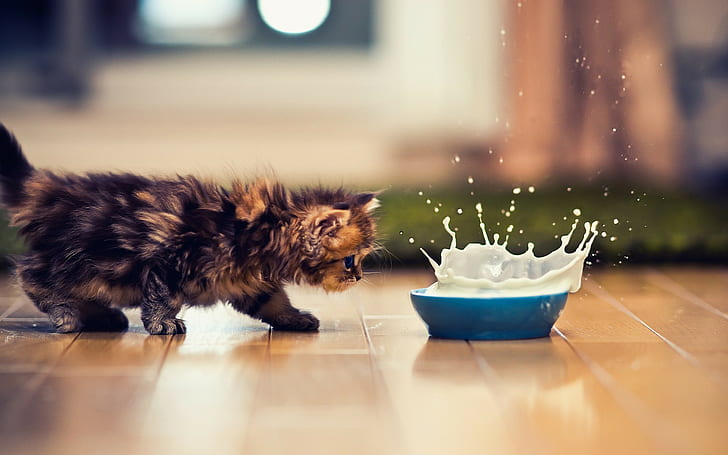 animals, splashes, Ben Torode, milk, kittens, HD wallpaper