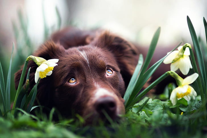 fleurs, chien, jonquilles, rêves de printemps, Fond d'écran HD