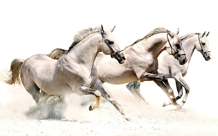 три белые лошади, лошадь, HD обои