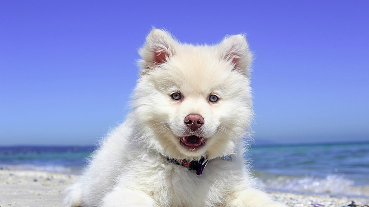 medium short-coated white dog, dog, puppies, animals, landscape, nature, HD wallpaper