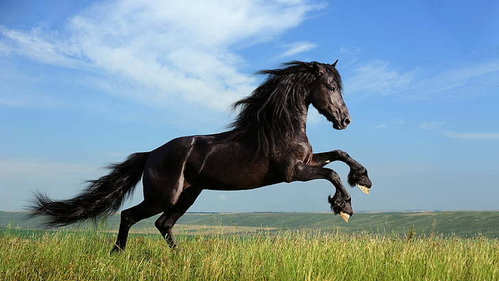 svart häst hoppar på gräsplan, häst, galopp, äng, himmel, HD tapet
