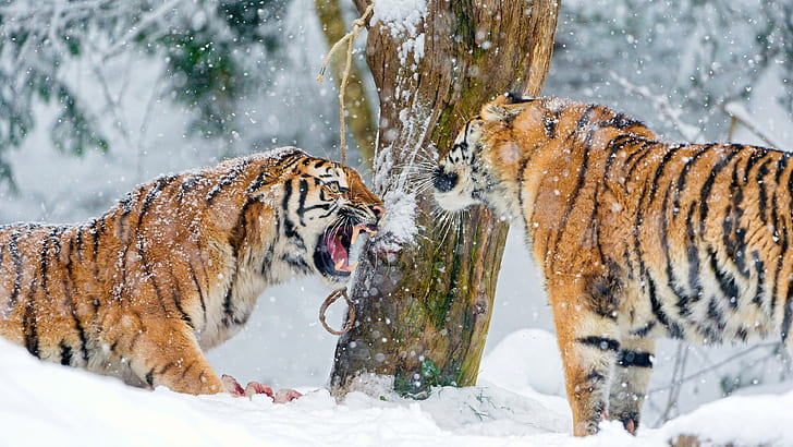 Котки, тигър, животно, сибирски тигър, сняг, HD тапет
