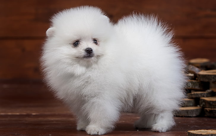 white Pomeranian puppy, white, fluffy, cute, puppy, Spitz, HD wallpaper