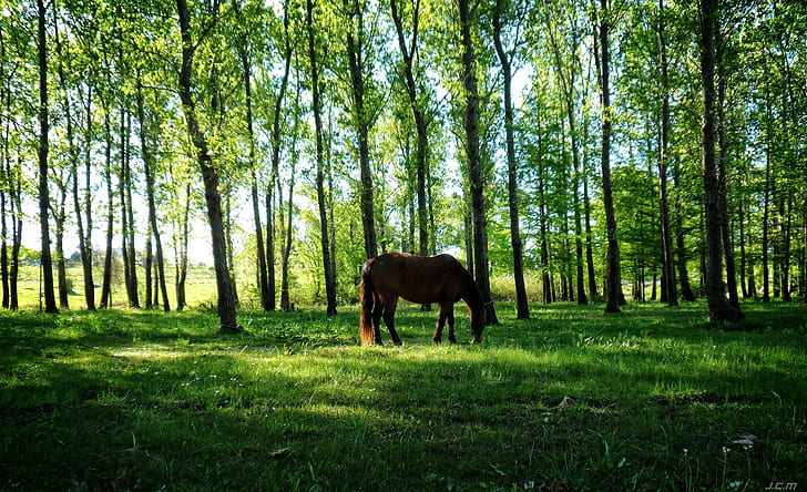 cavallo natura uruguay animali alberi, Sfondo HD