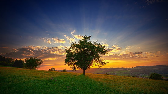 Grüner Laubbaum, Natur, Bäume, Himmel, Wolken, Feld, Sonnenlicht, Gras, Hügel, Landschaft, HD-Hintergrundbild HD wallpaper