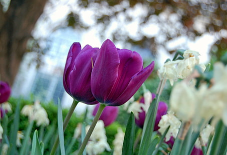 purpurowy kwiat z płatkami, tulipany, tulipany, tulipany, bokeh, zbliżenie, Londyn, tulipan, wiosna, różowy, fioletowy kwiat, miasto, kościół św. Michała, EC3, kościół, ogrody, narcyz, św. , roślina, lato, kwiat Głowa, Piękno w przyrodzie, świeżość, pora roku, na zewnątrz, bukiet, Tapety HD HD wallpaper