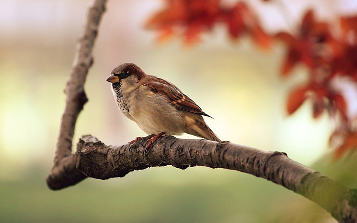 white and brown sparrow, bird, sparrow, branch, HD wallpaper