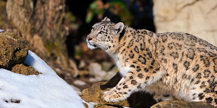 leopardo marrom e preto, leopardo da neve, sente-se, predador, HD papel de parede