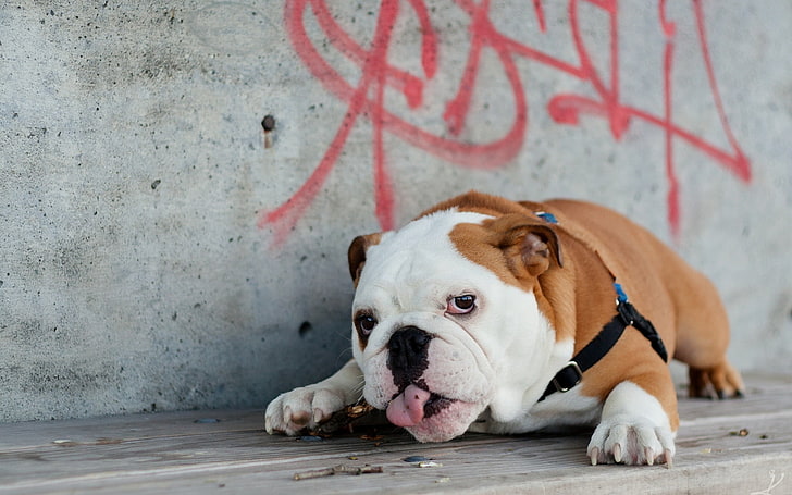 adult white and brown English bulldog, english bulldog, lies, tongue, dog, thick, HD wallpaper
