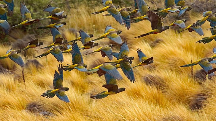 vol, oiseaux, meute, Argentine, perroquet rocheux, Fond d'écran HD