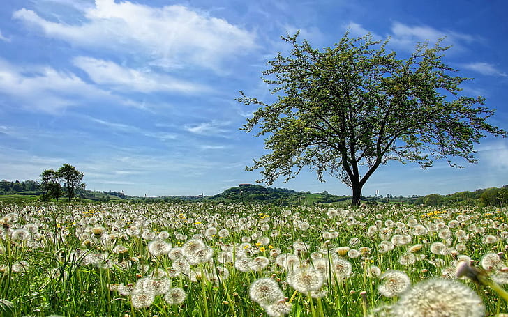 Dandelion Field, summer, nature, dandelion, field, HD wallpaper