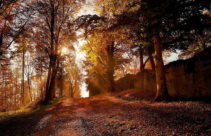 autumn, nature, trees, leaf, hd, park, HD wallpaper
