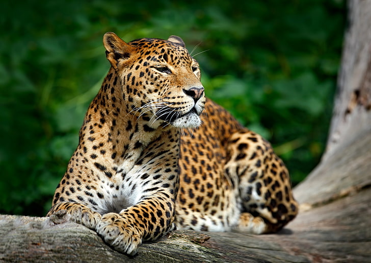 Леопард, 4К, Дикая природа, HD обои