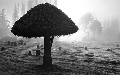 Grand arbre dans le cimetière, le cimetière, le monde, 1920x1200, arbre, cimetière, pierre tombale, Fond d'écran HD HD wallpaper