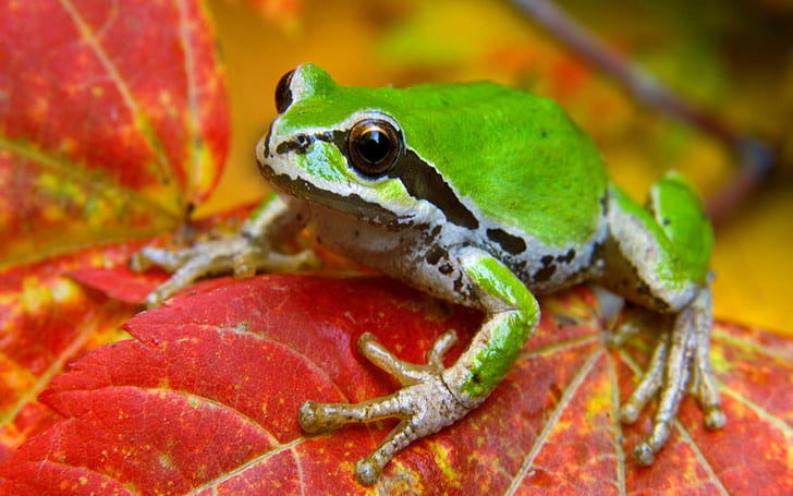 Frog On Leaf, green, black and white frog, frog, nature, leaf, green, animal, animals, HD wallpaper