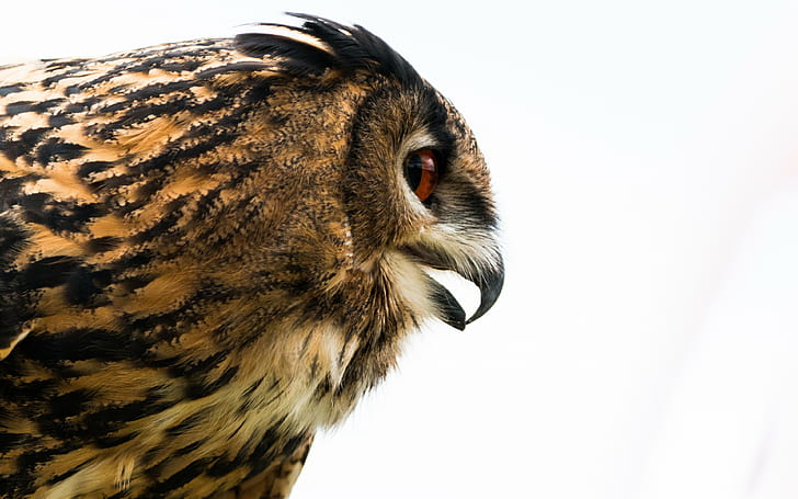 owl, eagle-owl backgrounds, beak, bird, predator, profile, download 3840x2400 owl, HD wallpaper
