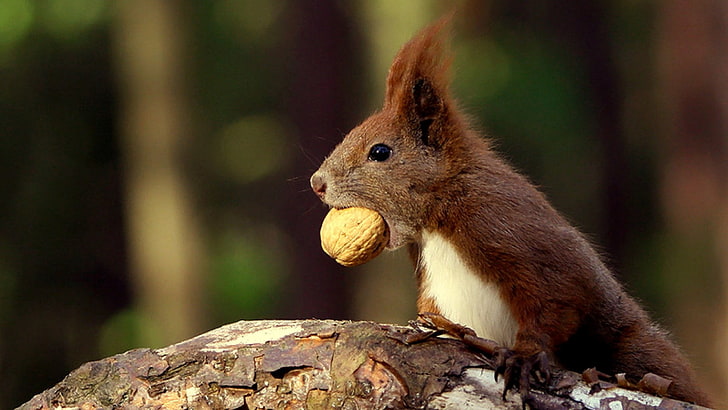 brown squirrel, squirrel, food, nut, HD wallpaper