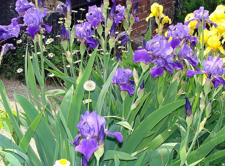 flores de iris morado y amarillo, iris, diente de león, manzanilla, macizo de flores, pared, Fondo de pantalla HD