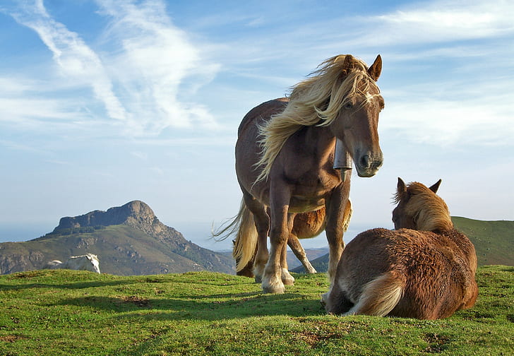 животные, пейзаж, лошадь, природа, холмы, HD обои