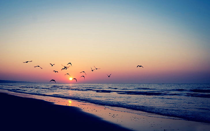 Seagulls in the sunset, silhouette of birds, beaches, 1920x1200, bird, sunset, sand, ocean, seagull, HD wallpaper