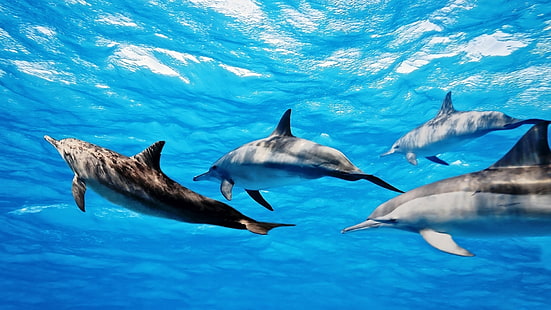 Natur Delfine Säugetiere Unterwasser 1920 x 1080 Tiere Delfine HD Art, Natur, Delfine, HD-Hintergrundbild HD wallpaper