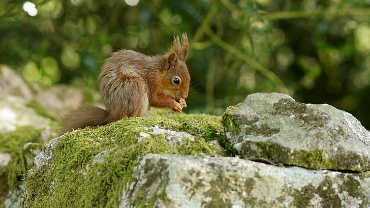 brown Squirrel on rock, squirrel, rodent, animal, nature, wildlife, mammal, outdoors, brown, cute, eating, tree, HD wallpaper