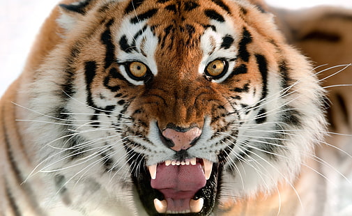 호랑이 포효 얼굴 HD 벽지, 갈색 호랑이, 동물, 야생, HD 배경 화면 HD wallpaper