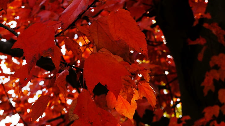 Crimson Fall, red-leaves, crimson, crimson-autumn, crimson-fall, red-tree, HD wallpaper