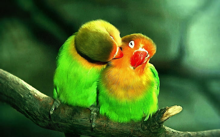 due uccelli verdi e arancioni, uccelli, Sfondo HD